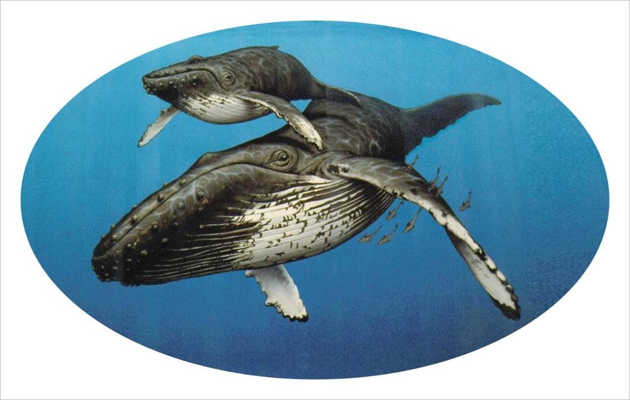 Отель Whispering Whale Джакобс Бэй Экстерьер фото